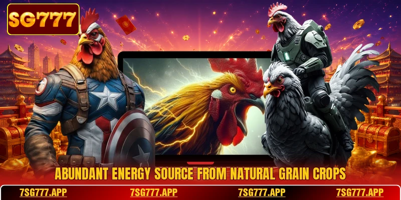Abundant energy source from natural grain crops